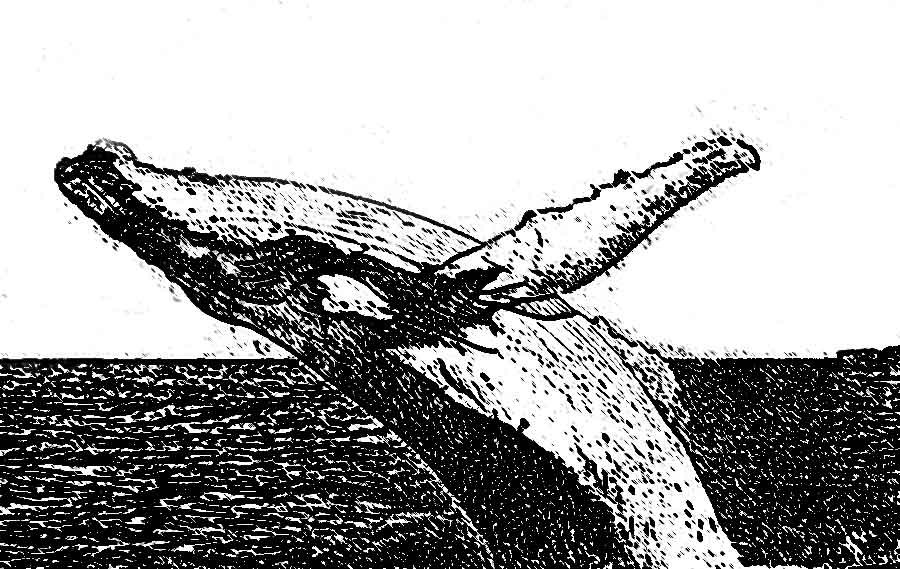 whale drawing on Yemaya sailing catamaran holiday