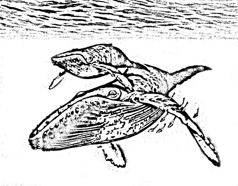 whale drawing on Yemaya sailing catamaran holiday