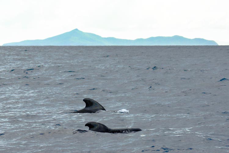 Catamaran sailing around Bequia visited by pilot whales