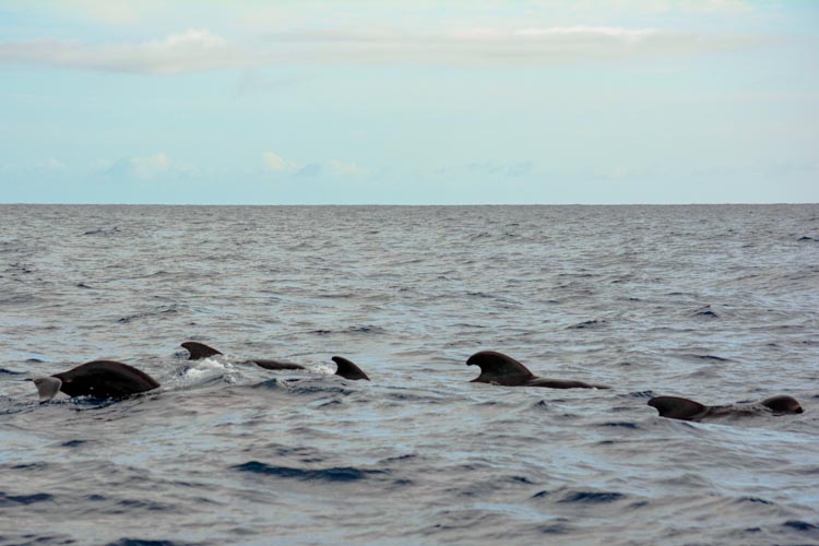 A family of 30 Pilot whales swim around our catamaran