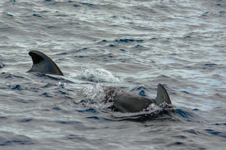 Pilot whales while sailing. Big fin is male.