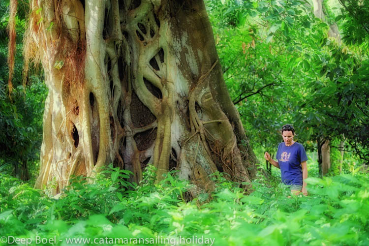 Jungle walk around Black bay outside the Caribbean sailing season
